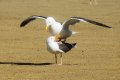 Click for Morro Bay bird pictures